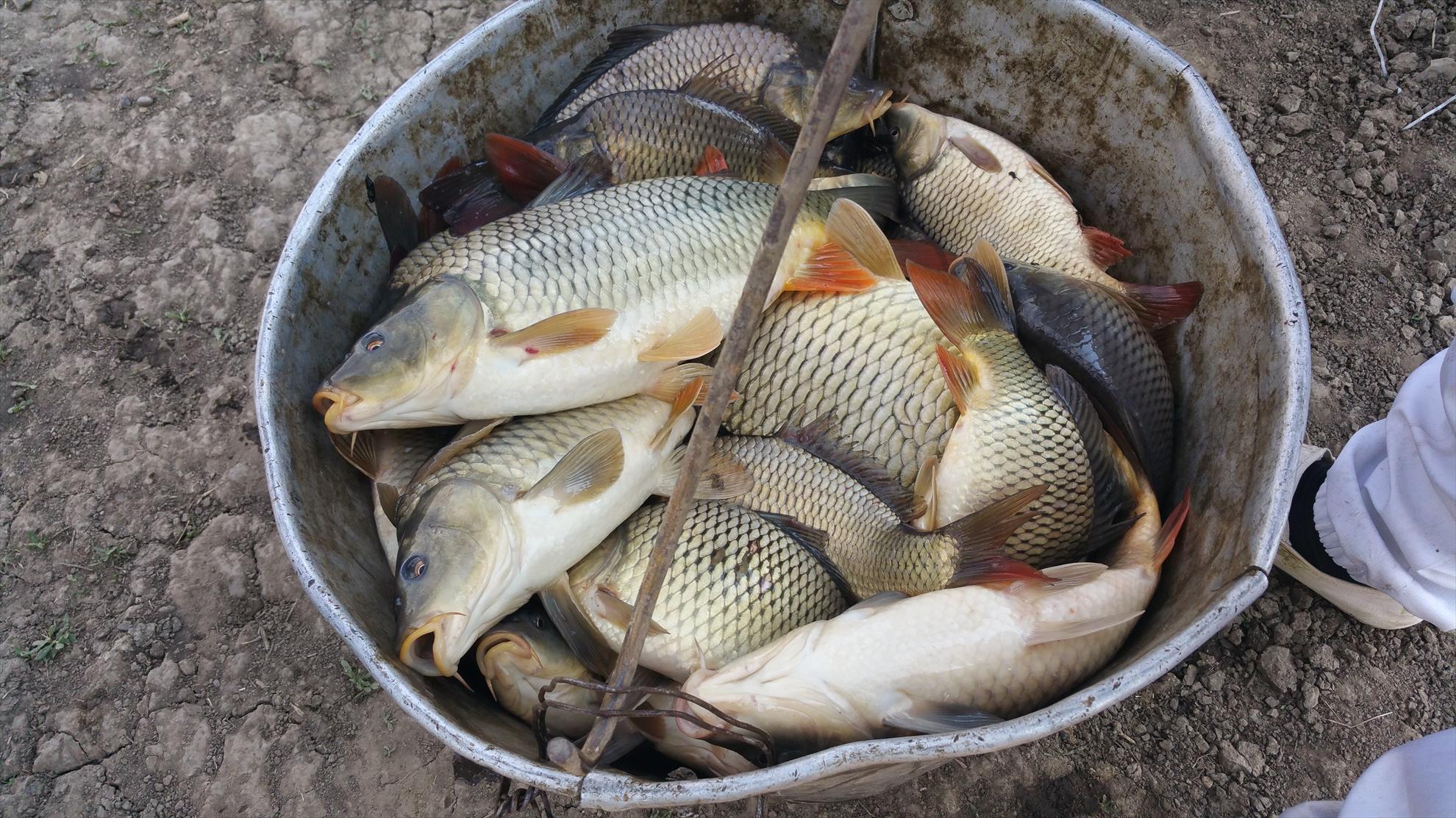 Populare cu crapi, 27 aprilie 2015, majoritatea de 1-2kg, in pondere mai mica de 500-1kg si 2-3kg. - 20150427161612.jpg